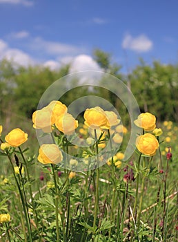Globeflower