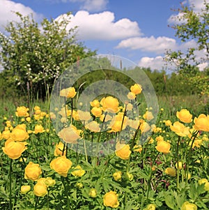 Globeflower