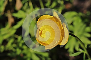 Globeflower