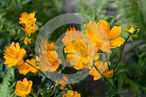 Globeflower blooms in the garden