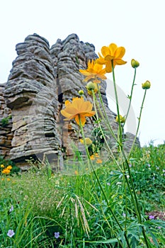 Globeflower