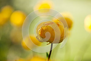 Globeflower