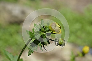 Globeflower Golden Queen