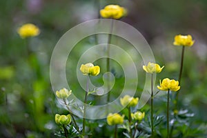 The globeflower, latin name Trollius europaeus