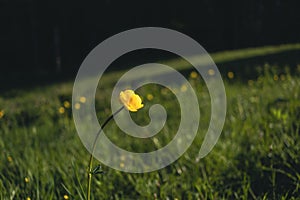 a globeflower on the meadow