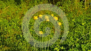 Globeflower at taiga forest