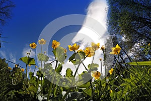 Globeflower (Trollius) blooms on a bright blue sky background