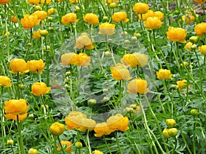 Globeflower -Trollius chinensis photo