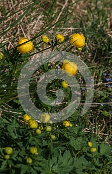 Globeflower (Trollius europaeus)