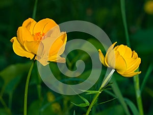 Globeflower or Trollius europaeus flowers macro with bokeh background, selective focus, shallow DOF