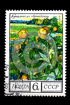 Globeflower