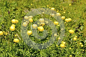 Globeflowers in the French Alps