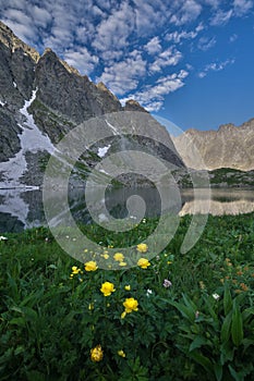 Globeflowers