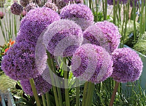 Globemaster Allium Plants.