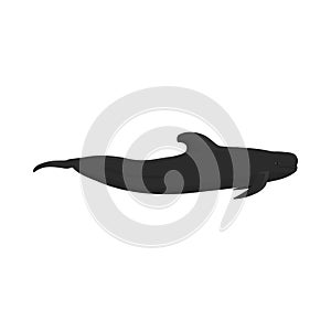 Globicephala macrorhynchus - Short-finned pilot whale - Lateral view