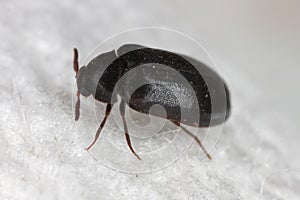 Globicornis emarginata. Rarely observed beetle of the skin beetles family Dermestidae.