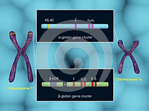 Globin gene clusters photo