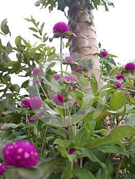 Globose amaranth belongs to the family Amaranthaceae, which includes the genus Gomphrena. photo