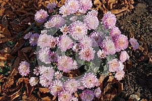 Globose bush of Chrysanthemum with pink flowers