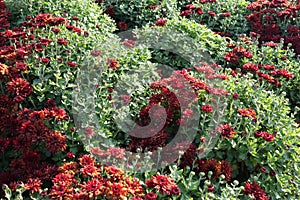 Globose bushes of Chrysanthemums with red flowers and buds