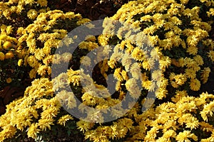 Globose bushes of yellow Chrysanthemum in November