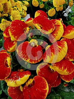 Globose flowers of  lady`s purse, carceolaria, close up