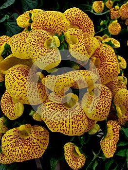 Globose flowers of  lady`s purse, carceolaria, close up photo