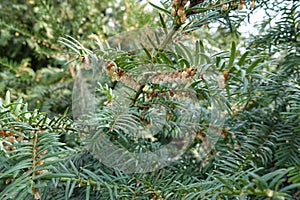 Globose cones on branch of yew in spring photo