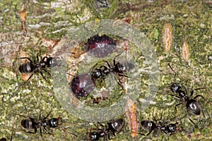 Globose scale, plum lecanium, Sphaerolecanium prunastri. Coccids, insects accompanied by ants. photo