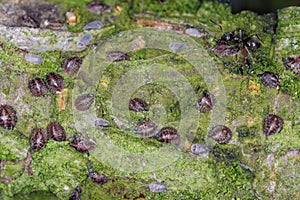 Globose scale, plum lecanium, Sphaerolecanium prunastri. Coccids, insects accompanied by ants. photo