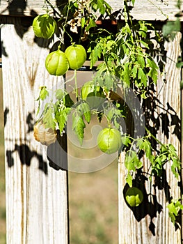 Globose vine, cardiospermum halicacabum, in the garden photo