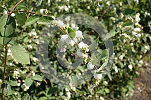 Globose white berries and pink flowers of Symphoricarpos albus in September