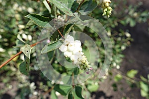 Globose white berries of Symphoricarpos albus