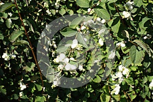 Globose white berries of Symphoricarpos albus in September