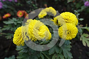 Globose yellow flowers of Chrysanthemums