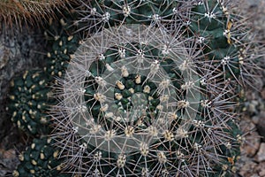Globular cactus called in Latin Gymnocalycium gibbosum taken in high angle view.
