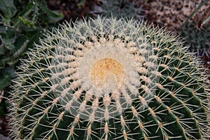 globular echino grusoni cactus photo