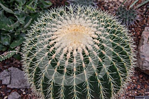 globular echino grusoni cactus photo