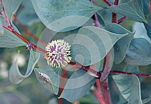 Globular flower and large blue green leaves of the Australian native Sea Urchin Hakea, Hakea petiolaris, family Proteaceae