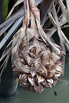 A globular fruit cluster of the nipa palm photo