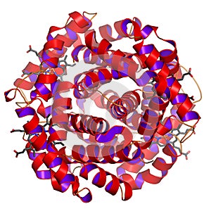 Globular protein photo