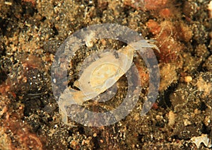 Globular purse crab photo