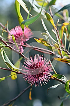 Back lit red pink spiked globular flowers of the Australian native Pin Cushion Hakea, Hakea laurina, family Proteaceae photo