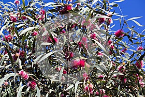 Globular spiky flower of hakea laurina. photo