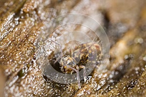 Globular springtail photo