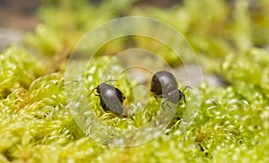 Globular springtails, symphypleona on moss