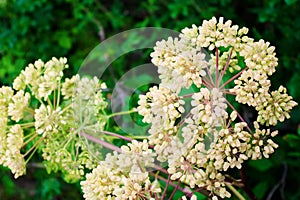 Globular umbels of Angelica archangelica, garden angelica or wild celery white flowers.