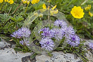 Globularia cordifolia photo