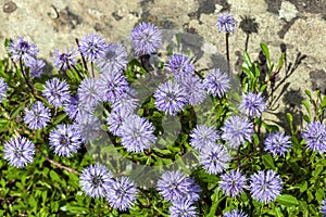 Globularia cordifolia photo