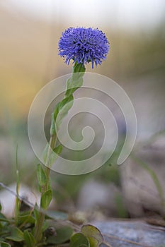 Globularia flower, wildflower, Apennines, Italy.